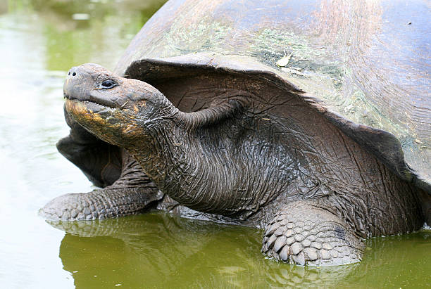 istock Close up Giant Galapagos Tortoise 147038138