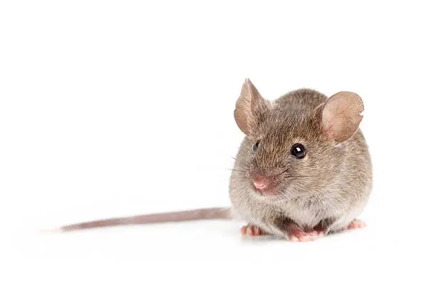 grey mouse close up isolated on white background