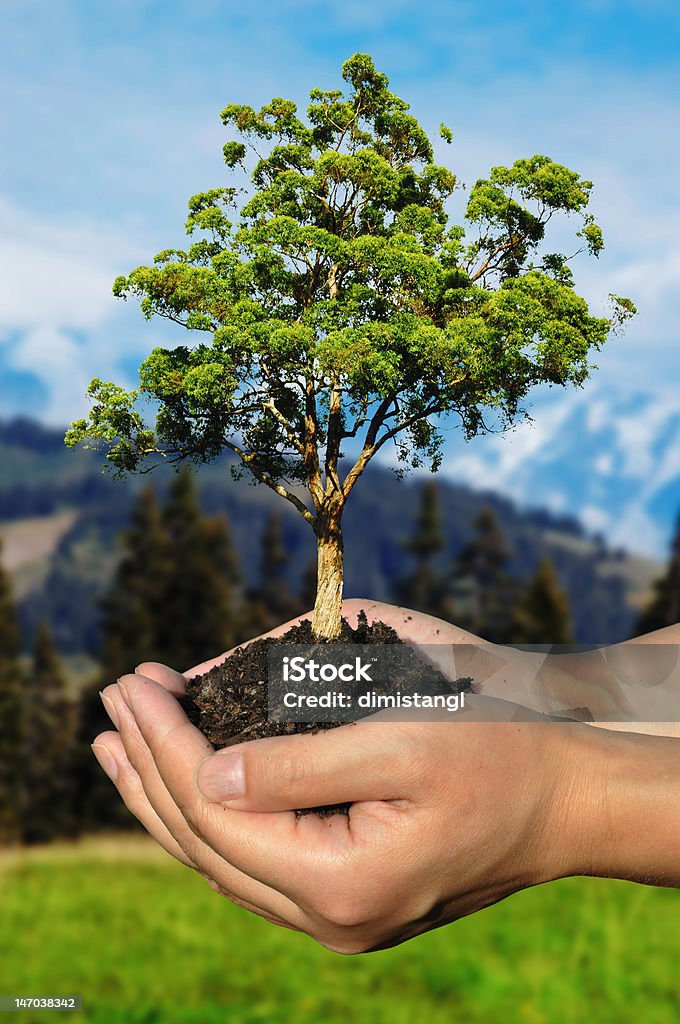 Hands holding small tree in a pile of soil. Hands holding a young fast growing plantHands holding small tree in a pile of soil. Agriculture Stock Photo