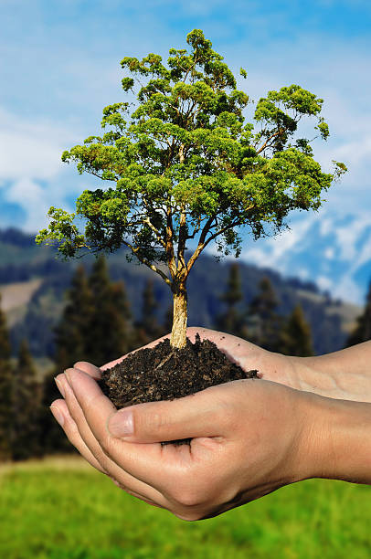 Hands holding small tree in a pile of soil. stock photo