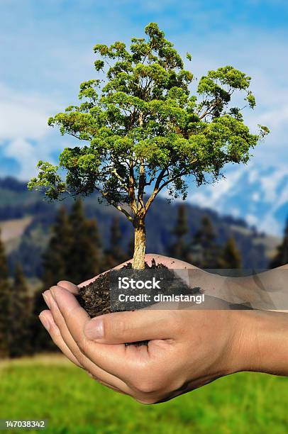 Hands Holding Small Tree In A Pile Of Soil Stock Photo - Download Image Now - Agriculture, Bud, Cut Out