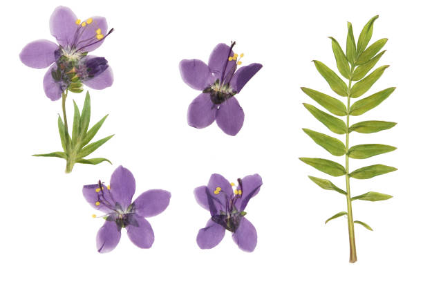 istock Pressed and dried flowers Jacobs ladder or Polemonium isolated on white background. For use in scrapbooking, pressed floristry or herbarium 1470383724