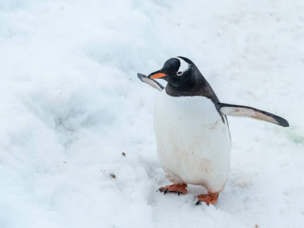 istock Gentoo penguin poses for camera 1470384860