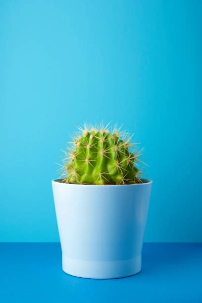 istock Decorative cactus for home interiors on a blue table. 1470385557