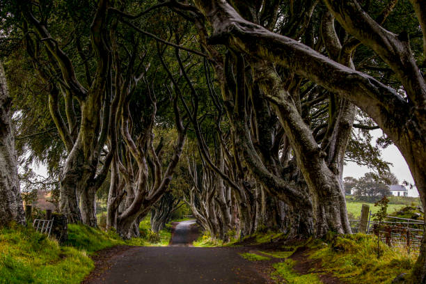 istock Trees along a roadway in Ireland 1470385748