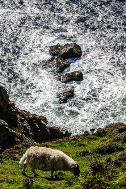 istock Sheep on cliff in Ireland 1470385757
