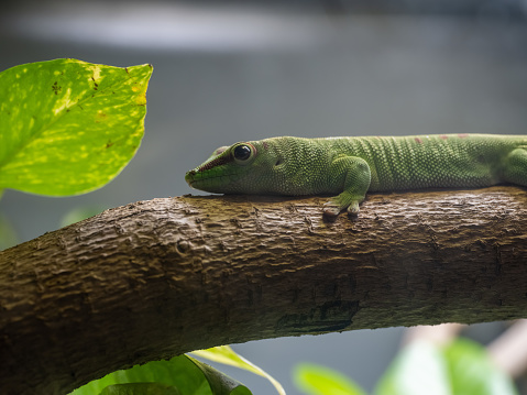 Bright green gecko on treebranch