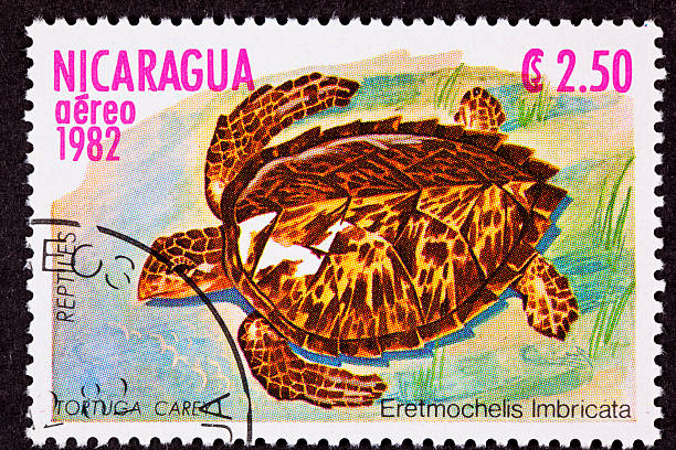 istock Canceled Nicaraguan Postage Stamp Hawksbill Sea Turtle Eretmochelys Imbricata 147038582