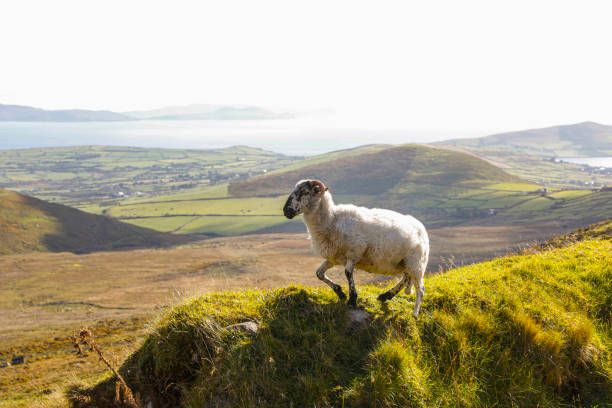 istock Sheep among the small hills along Ireland road. 1470385864