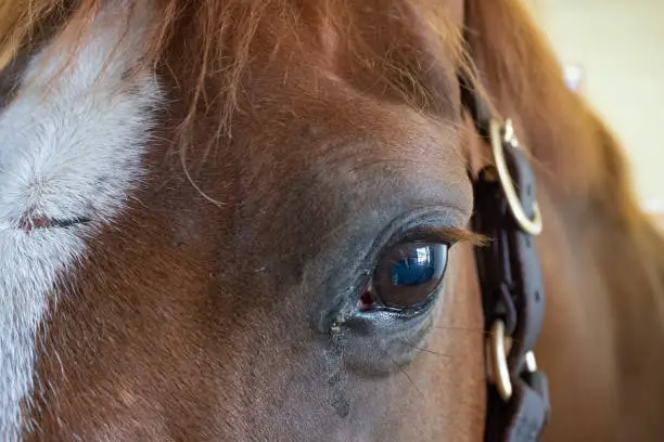 Close up of horse eye