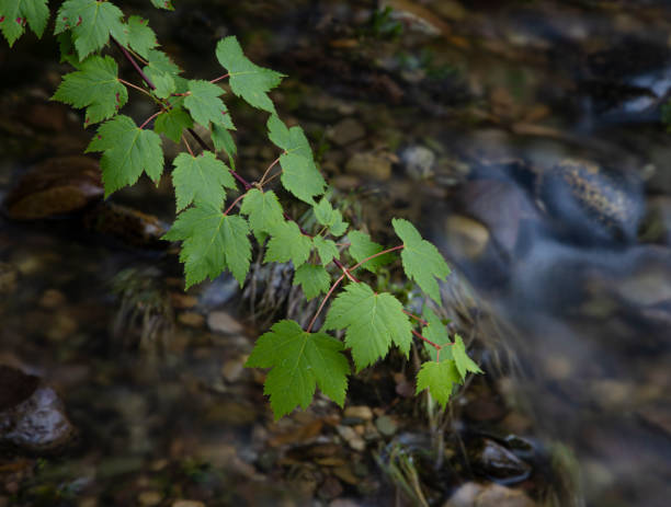 istock Mountain maple leaves above a mountain creek 1470386031
