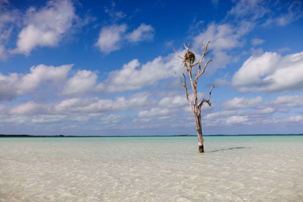 a icônica árvore solitária em harbour island, bahamas. - harbor island - fotografias e filmes do acervo