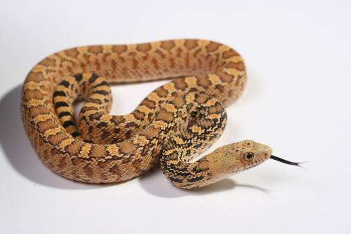 Stillwater, Oklahoma locality Hypomelanistic Bull Snake, or Pituophis catenifer sayi, shot it studio with white backdrop.