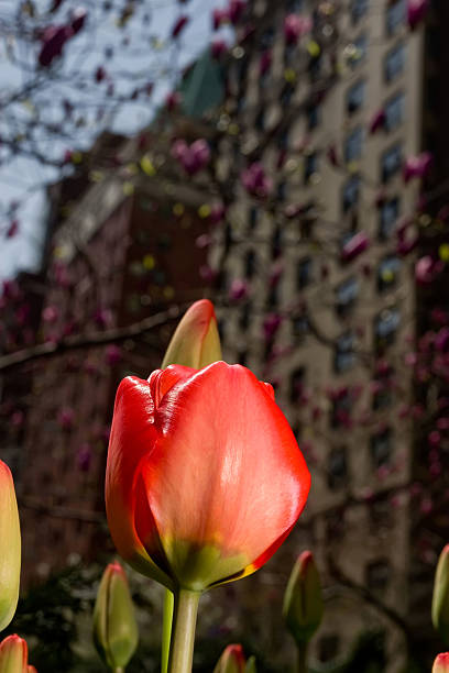 istock Red Tulips on Park Ave in New York City 147038700