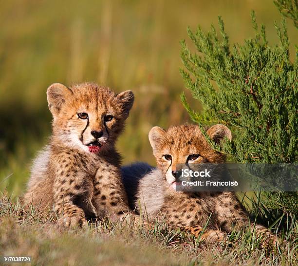 Ghepardo Cubs - Fotografie stock e altre immagini di Cucciolo di ghepardo - Cucciolo di ghepardo, Ghepardo, Ambientazione esterna