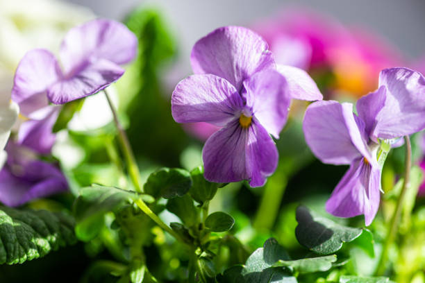 istock Close up of spring viola flowers 1470387319