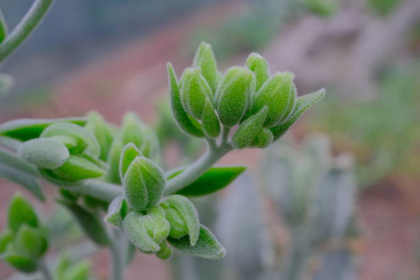 istock Komatsu Green macro on the balcony 1470388427