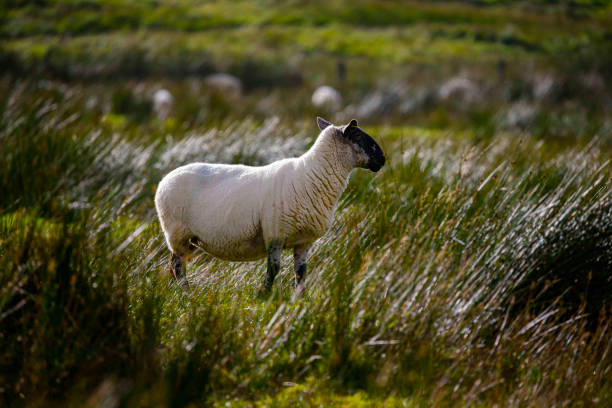 istock Sheep in field in Ireland 1470388506