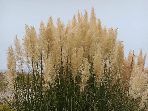 Dune grass swaying in the wind in Beaufort, South Carolina, United States