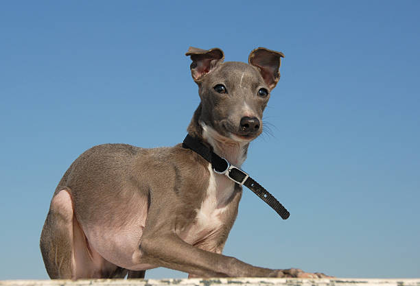 子犬の純血種のイタリアグレイハウンド - italian greyhound ストックフォトと画像