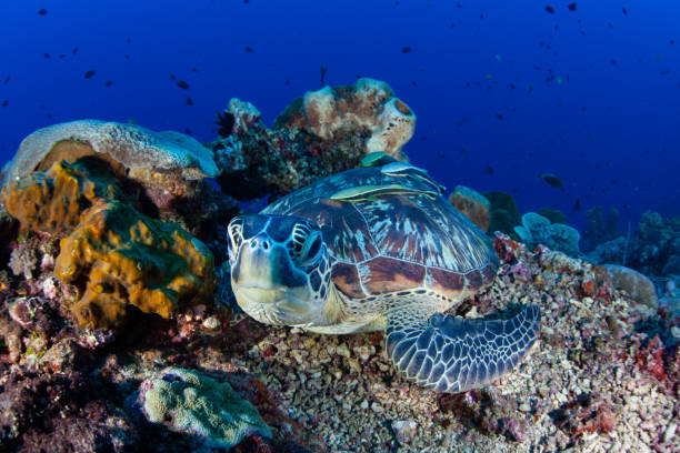 istock Green Sea Turtle on Coral Reef in Indonesia 1470392876
