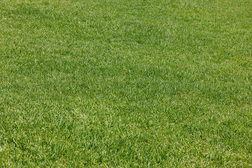 Close-up on a section of clean, freshly cut green grass.