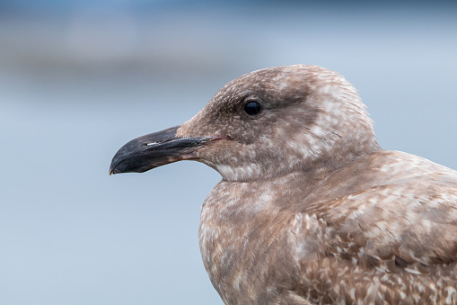 A close-up profile of a female seagull in Sidney, B.C.