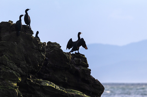 Cormorants along the rocky shoreline of Sombrio Beach, located along the west coast of Vancouver Island.
