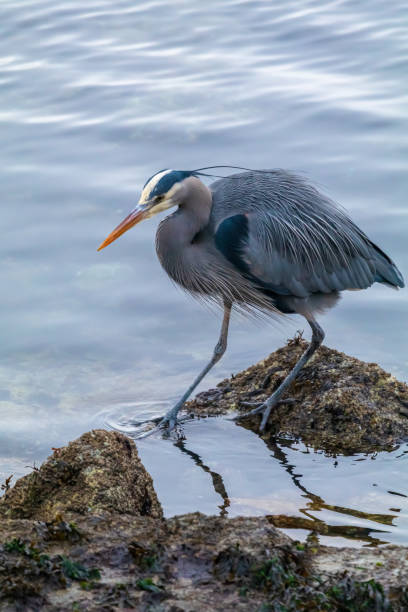 istock Great Blue Heron Along The Shoreline 1470395412