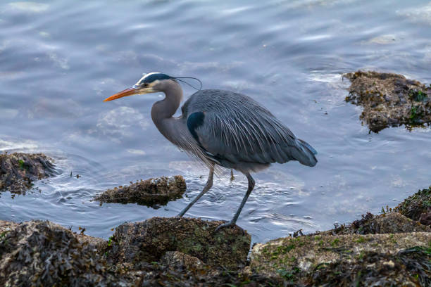 istock Great Blue Heron Along The Shoreline 1470395413