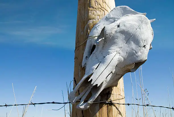 old, weathered cow skull wired to a fence pole, with barbed wire