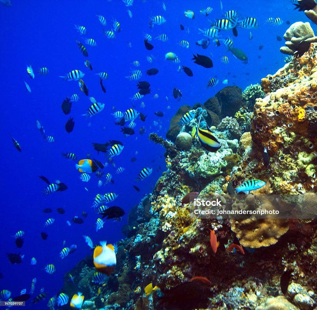 Coral reefs Coral reefs off the island of Bunaken in North Sulawesi Indonesia Animal Stock Photo