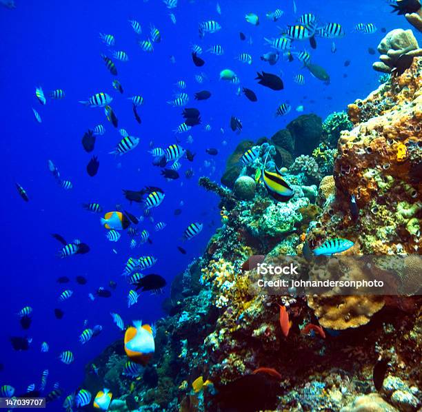 Coral Reefs Stock Photo - Download Image Now - Animal, Animal Family, Animals In The Wild