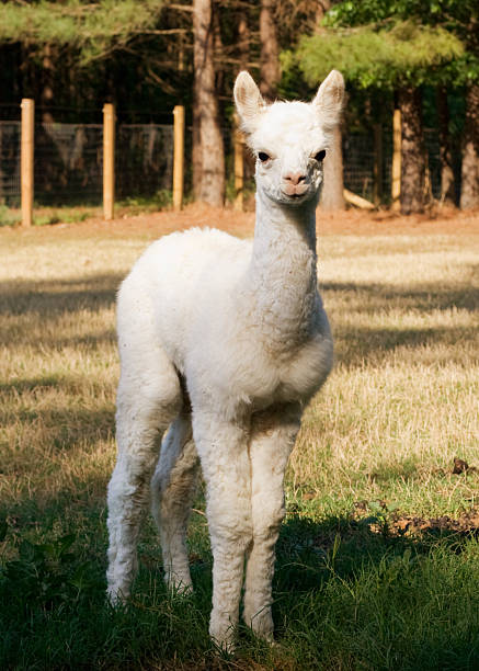 istock Baby alpaca in a pasture 147039794
