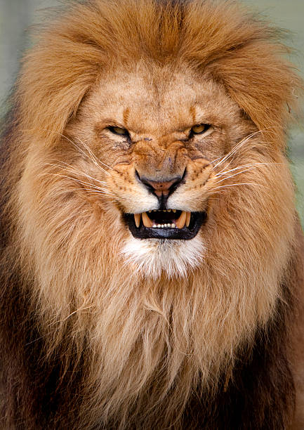 istock Portrait of an angry Lion 147039854