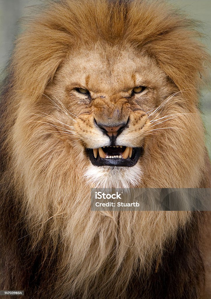 Portrait of an angry Lion Growling Lion in Kent UK Lion - Feline Stock Photo