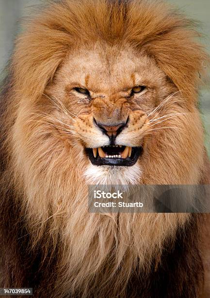 Portrait Of An Angry Lion Stock Photo - Download Image Now - Lion - Feline, Snarling, Aggression