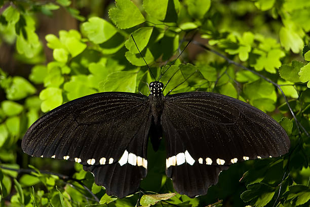 Butterfly stock photo