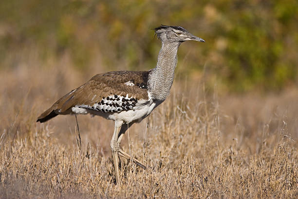 Kori Bustard stock photo