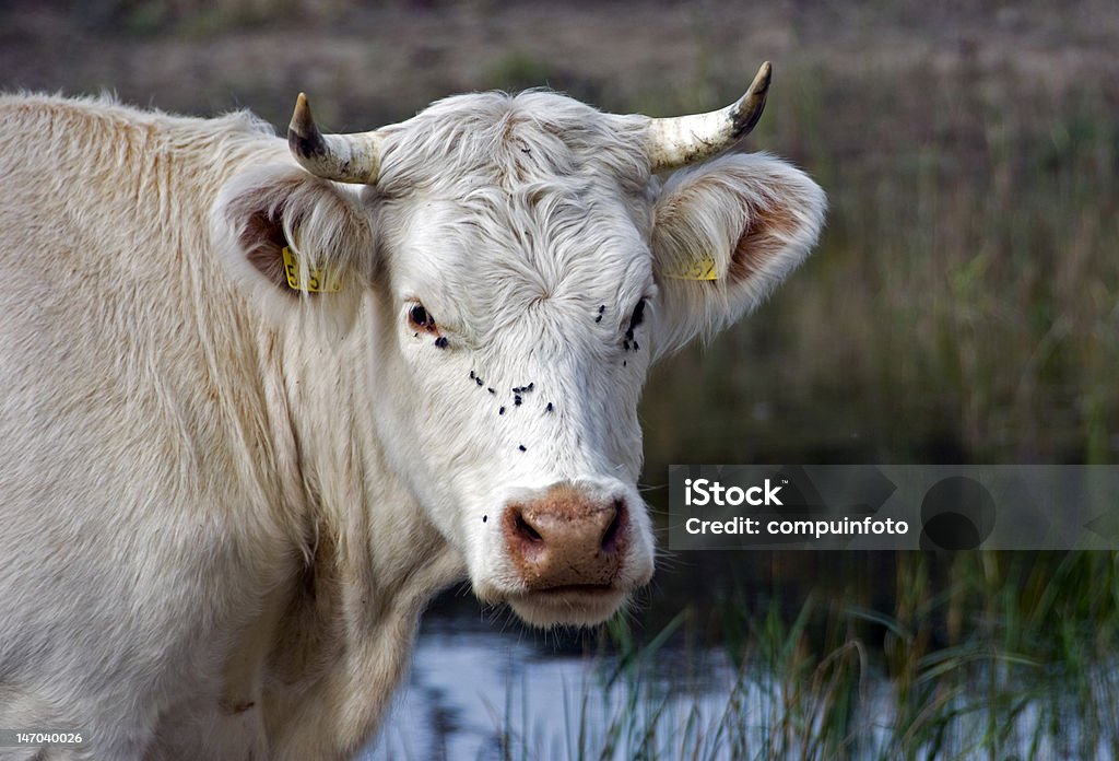 Ochse - Lizenzfrei Agrarbetrieb Stock-Foto