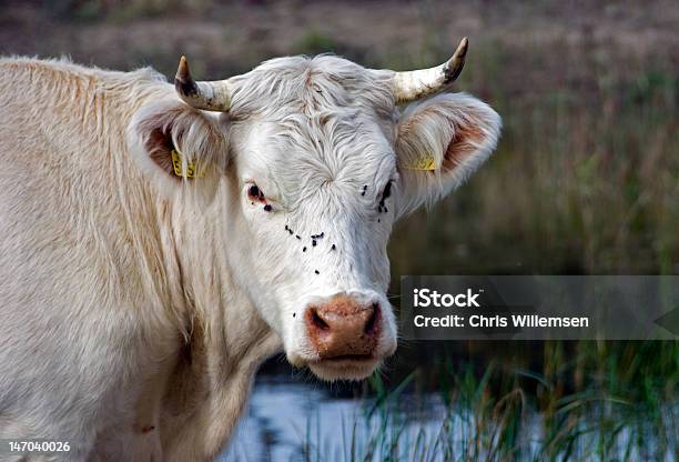 Ochse Stockfoto und mehr Bilder von Agrarbetrieb - Agrarbetrieb, Braun, Bulle - Männliches Tier