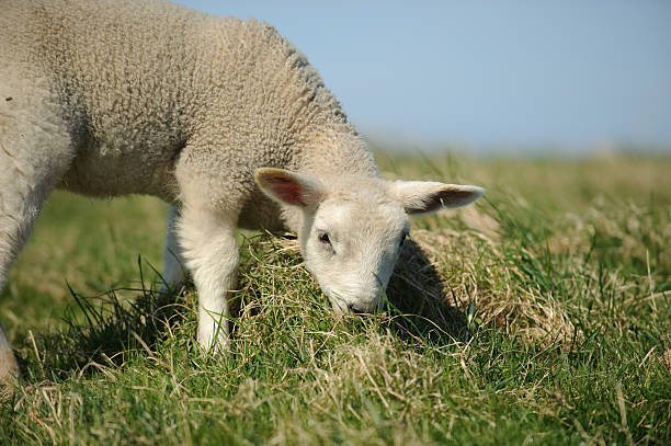 istock A cute lamb grazing in a field, Northumberland, England. 147040075