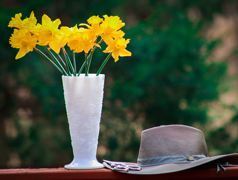 Still life depicting the hobby of gardening. Fresh cut daffodils in vase with garden scissors and sun hat