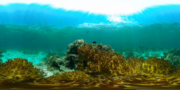 istock Coral reef and tropical fish. Philippines. 360-Degree view. 1470405533