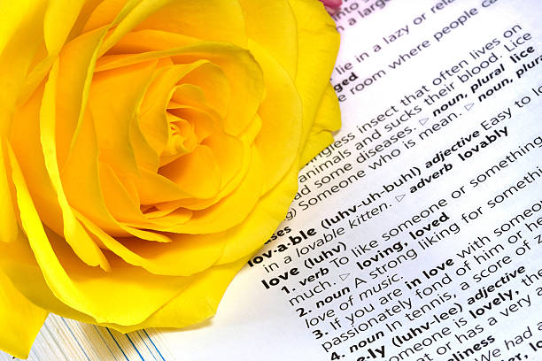 Yellow Rose with Love stock photo