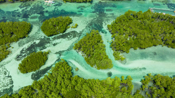 istock Top view of Beautiful sandy beach. 1470406144