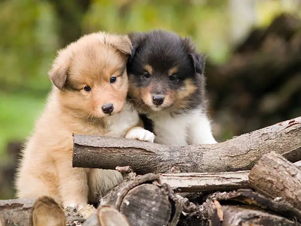 Cute sheltie puppies looking at camera sitting closely one to other.