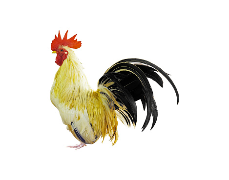 Brahma rooster isolated on white background