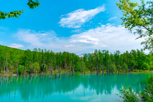 Blue pond (Aoiike) with reflection of tree in summer, located near Shirogane Onsen in Biei Town, Hokkaido Blue pond (Aoiike) with reflection of tree in summer, located near Shirogane Onsen in Biei Town, Hokkaido, Japan shirogane blue pond stock pictures, royalty-free photos & images