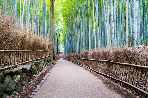 Footpath through the Kyoto Bamboo forest in the day
